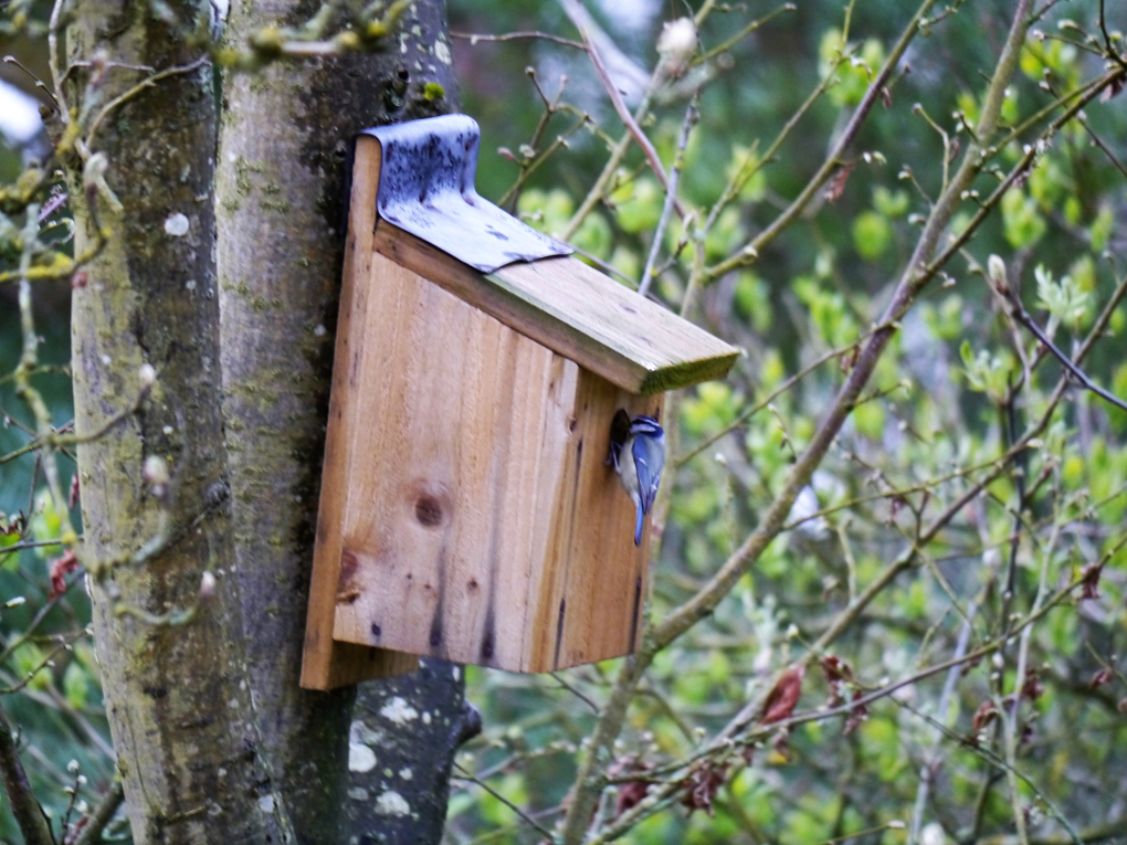 blue tit at bird box
