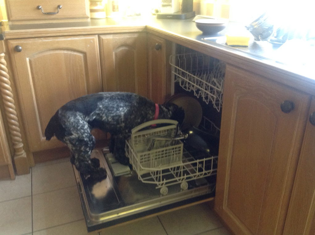 dog in the dishwasher licking plates