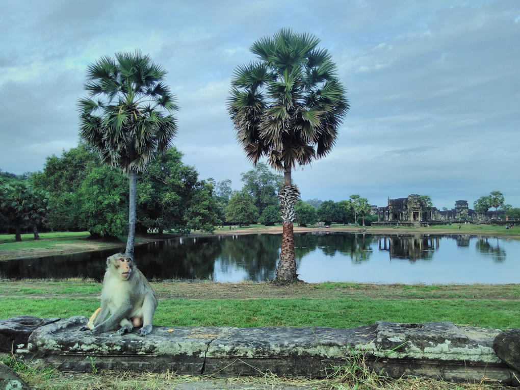 monkey by a pond