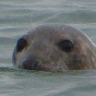 seal swimming in the sea