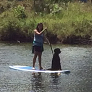 dog on a canoe