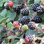 blackberries on a hedge