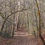 path through woodlands in winter