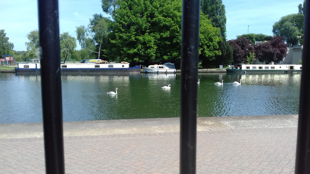 swans on a river, picture taken through bars