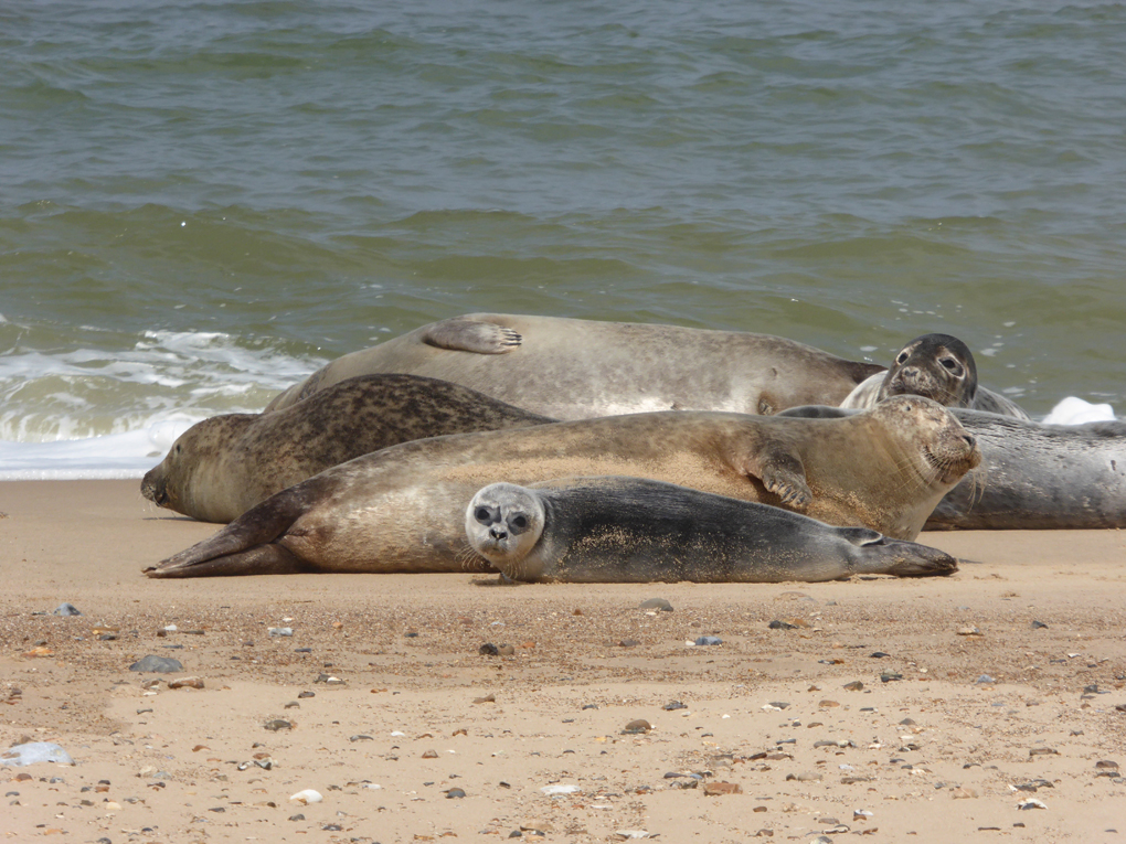 Norfolk seal colony sunbathing on the beach