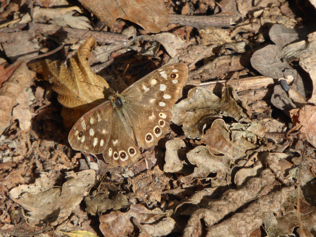 Speckled Wood? Butterfly camouflaged amongst fallen woodland leaves