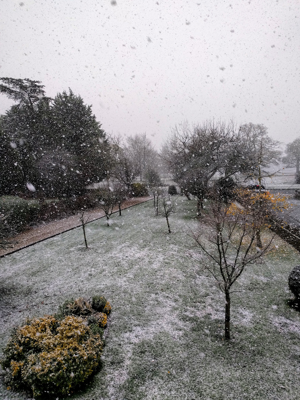 snow falling over a front garden in mid-November.