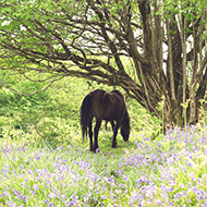 horse near bluebells in a wood