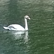 swans on a river, picture taken through bars