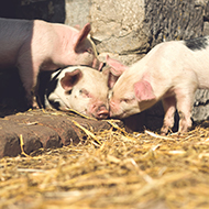 Cute piglets revelling in the sun on a Peak District farm near Tissington.