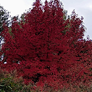 This picture shows a bright red leaved tree that stand out against a backdrop of blue skies and green trees