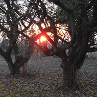 Bare apple trees stand in their own fallen leaves with a misty sunrise behind them