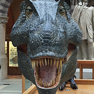 A giant T. Rex head model, viewed face-on