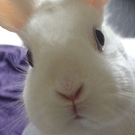 A white rabbit peering at the camera
