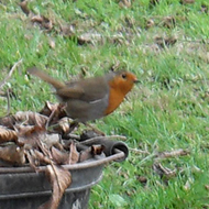 Robin sitting on weeding container