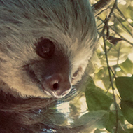 Costa Rican Two-Toed Sloth