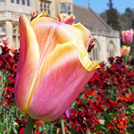 Brightly coloured flowers in front of a stately home