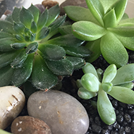 Close-up on some succulent plants in a pot with rocks