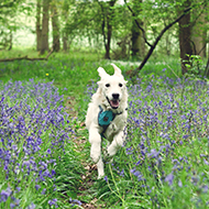 Leo is a golden retriever puppy running gleefully through a path shrouded with bluebells.