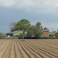 a newly planted field of potatoes
