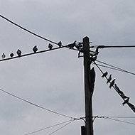 40 pigeons in a row on the overhead wire