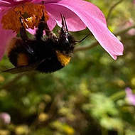 A bumblebee feeds from a pink flower
