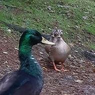 A group of mallards, comprising both female and male ducks