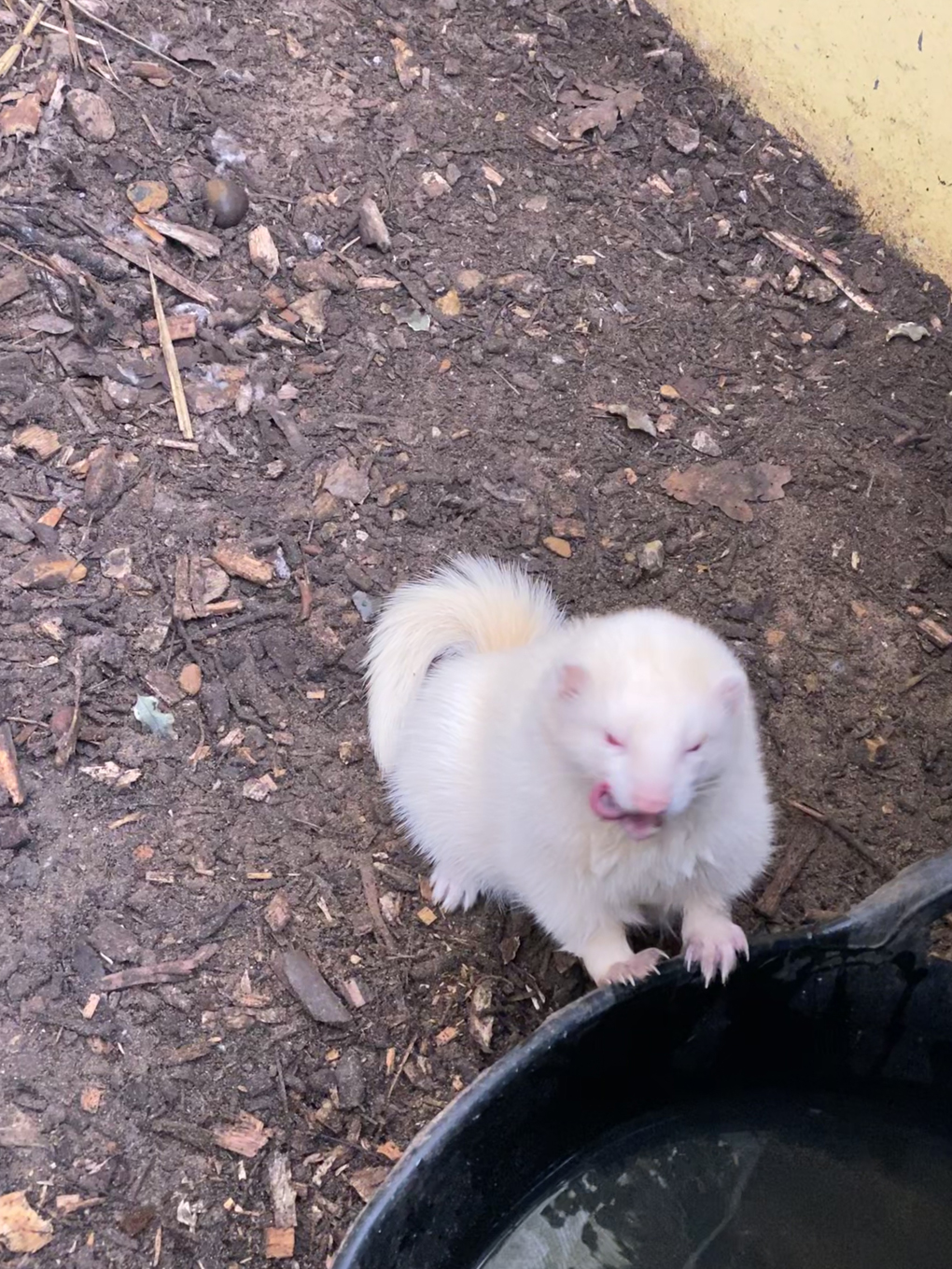 A blurry photo of an albino ferret licking its lips