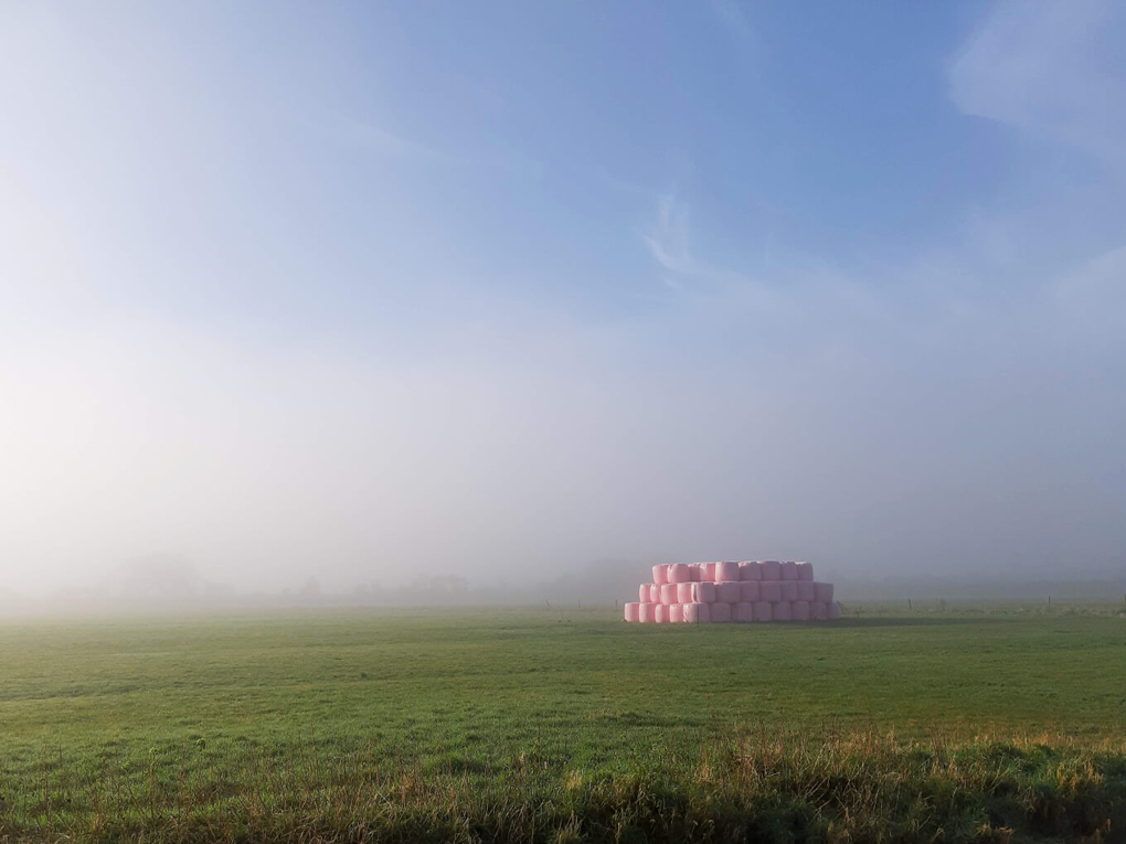A short wall of large hay, circular bails, wrapped in pink plastic, standing in a field surrounded by mist