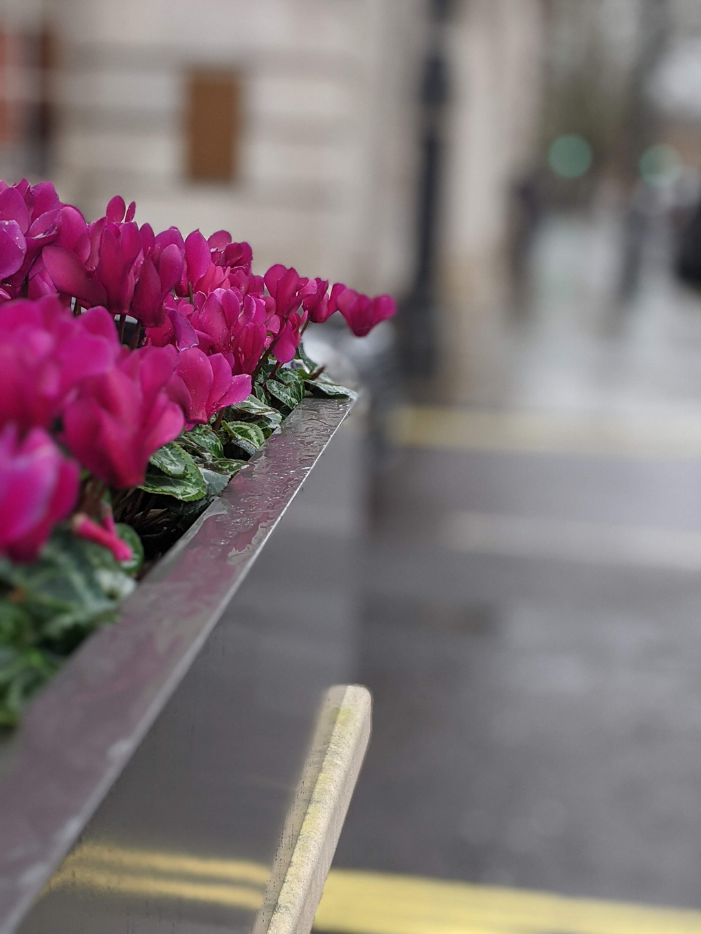 Pink flowers outside the Connaught hotel in Mayfair; blurred background, focus on flowers