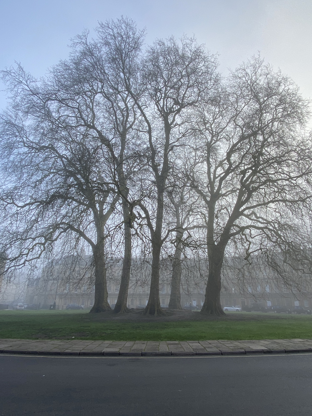 Five large trees without leaves, looming through the fog
