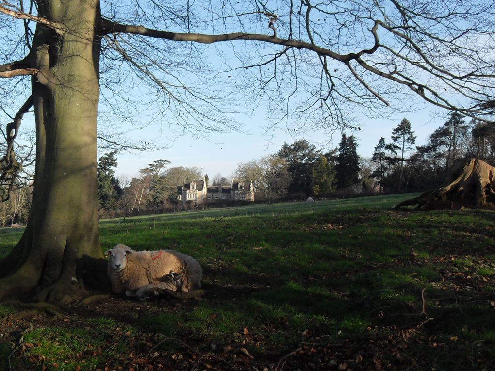 Parkland with sheep,lambs and Tolethorpe Hall in the background