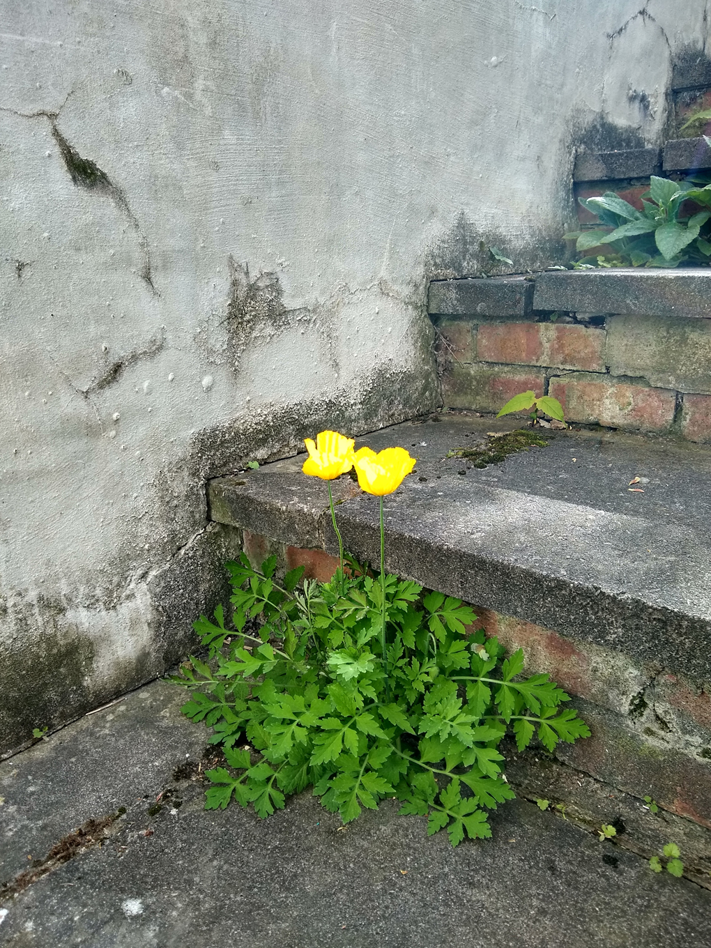 Two yellow poppies growing through concrete steps