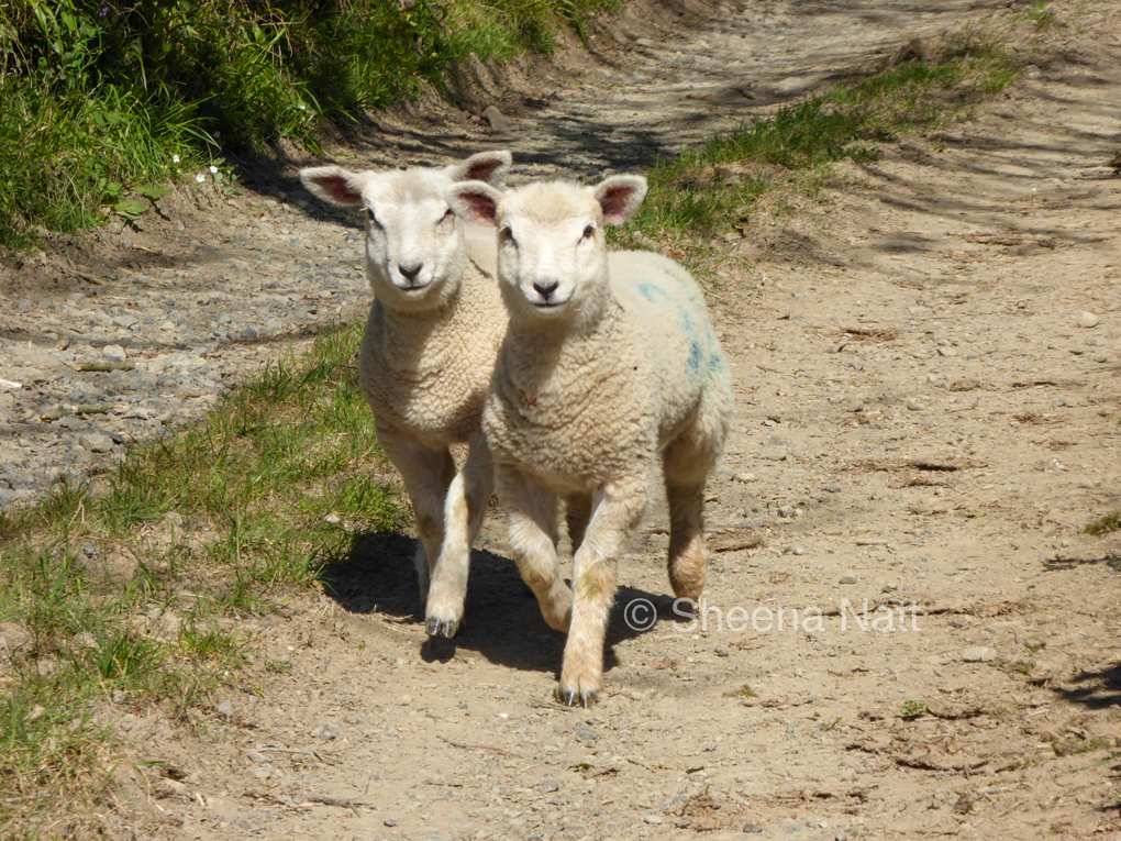 Two lambs in a country lane