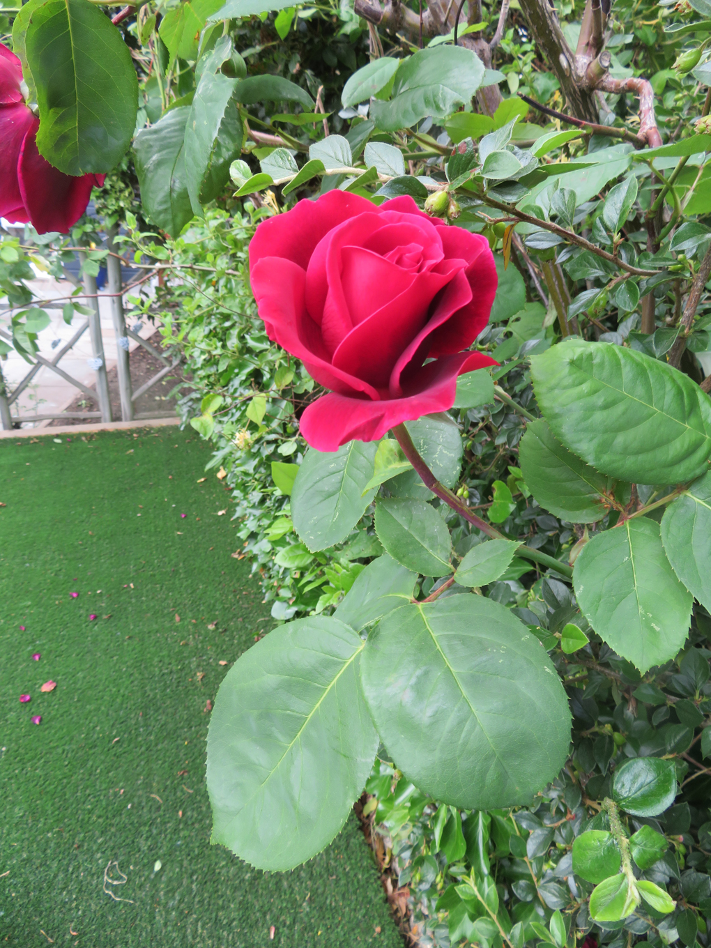 We see a picture of the most perfectly formed red rose framed by a deep green hedge