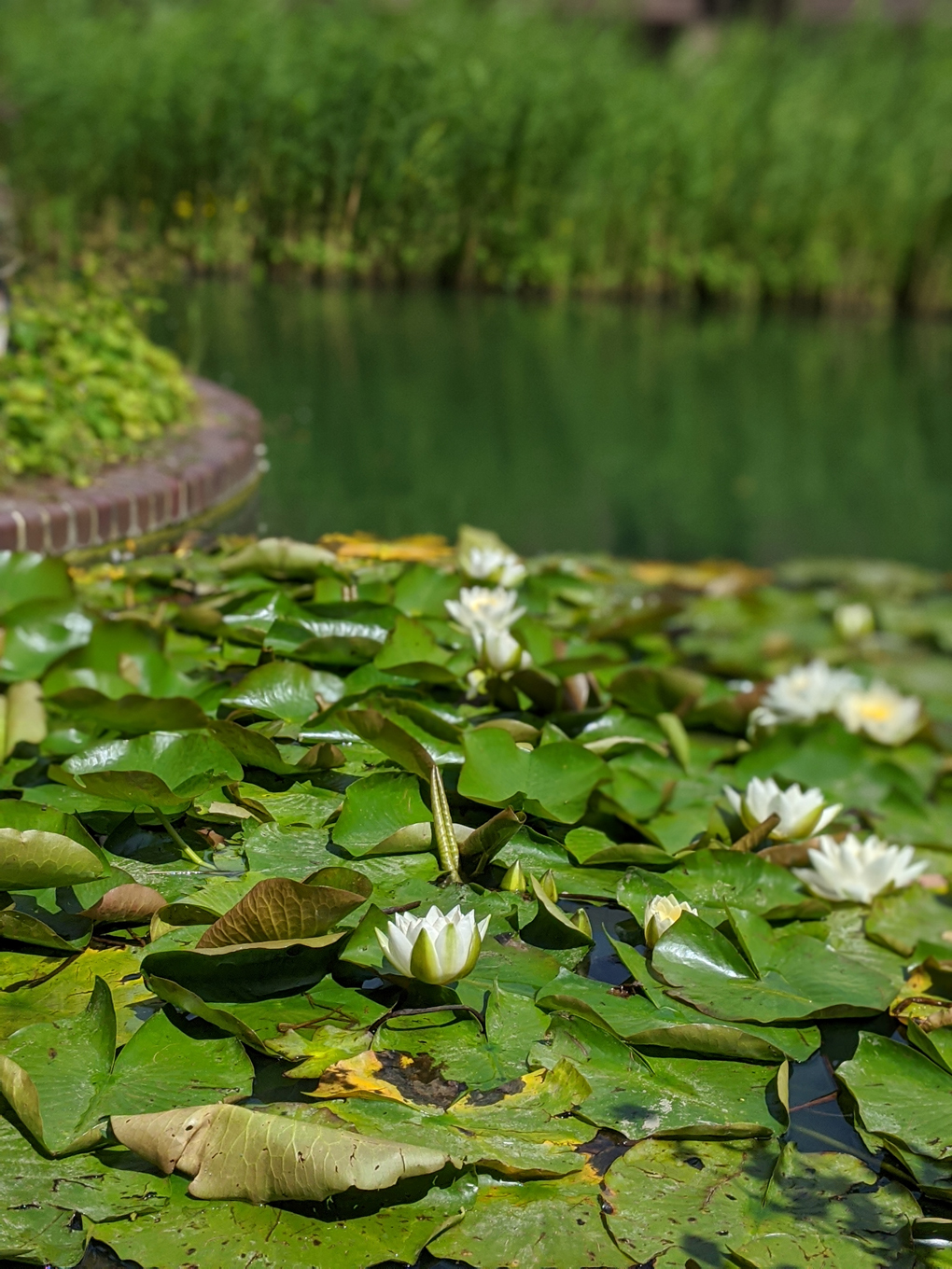Water lilies gathered on water