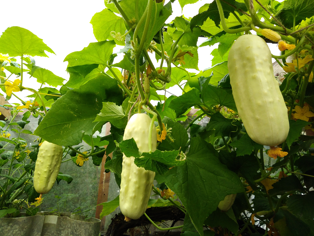 Three big white cucumbers are hanging from a massive vine in the greenhouse
