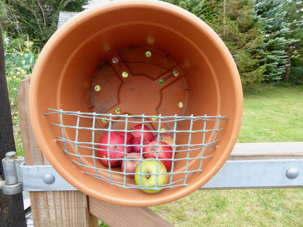 A front-facing, plastic, plant pot containing free apples.