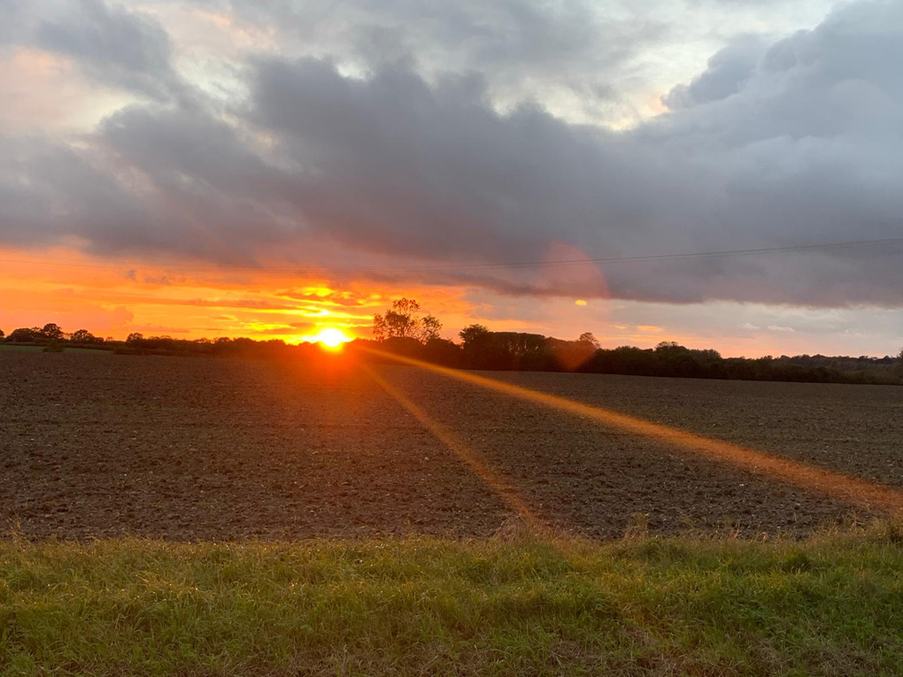 golden sunset over a field