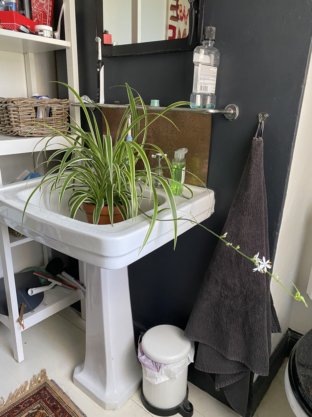 A spider plant sitting in a bathroom sink. One of the spider plants tendrils is stretching out across the bathroom in search of the sun.