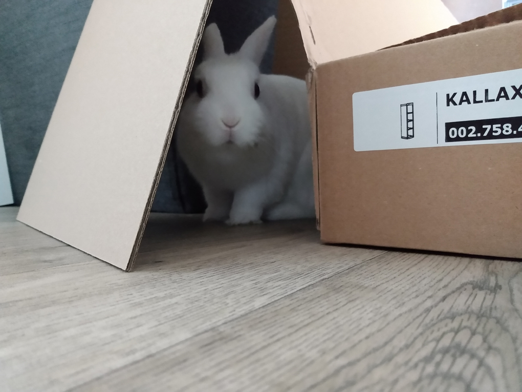 A white rabbit peers in an interested manner from behind a large cardboard box