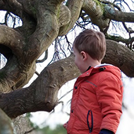 boy climbing over exposed tree roots