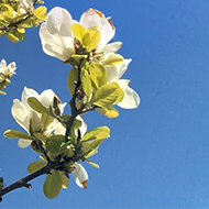 Magnolia branches stretching into a blue sky with bright white petals