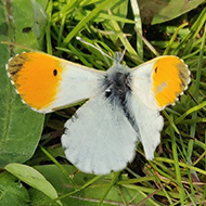butterfly with orange tips on the end of the wings