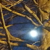 moon through the branches of the trees