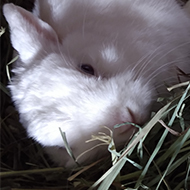 A white rabbit lounges on her side amongst her hay