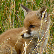 Fox cub on local golf course