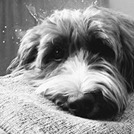 A black and white image of a fluffy cockapoo dog lying on top of a sofa with paws slumped down towards the pillows.