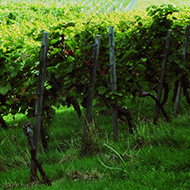 We see rows of vines at Denbies vineyard Dorking set against the backdrop of rolling fields and Box Hill