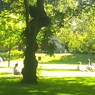 A park on a sunny day with light filtering through the leaves and making patterns on the grass